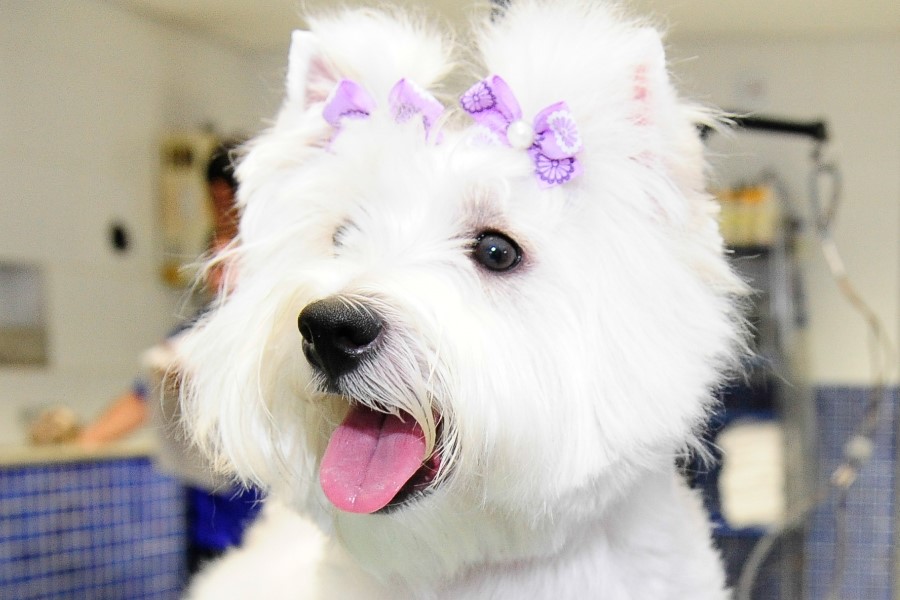 Cuidados no Banho | Os 5 principais cuidados com o seu cachorro