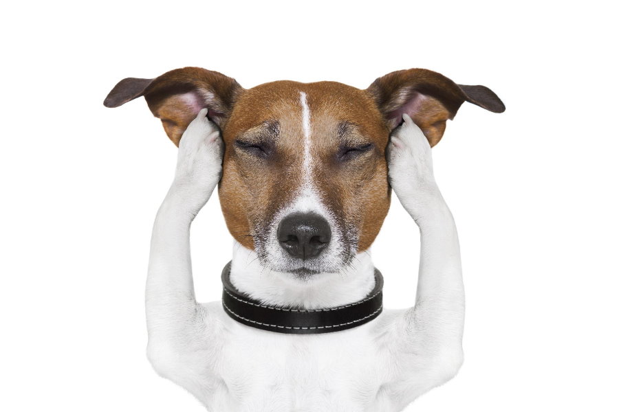 OTITE Canina – Saiba como cuidar e prevenir