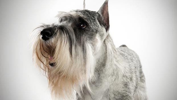 Schnauzer | Tudo o que você precisa saber essa raça amorosa