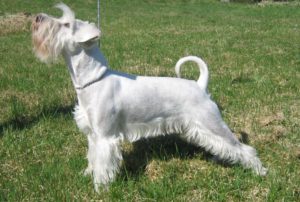 Schnauzer