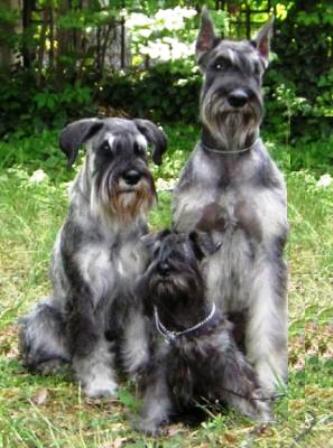 Schnauzer