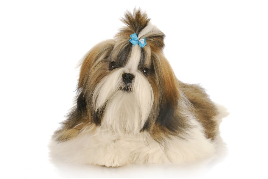 Shih Tzu | Tudo sobre a raça companheira e apaixonada