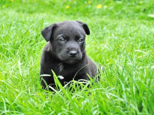 Verme de Cachorro: Todos os cachorros possuem?