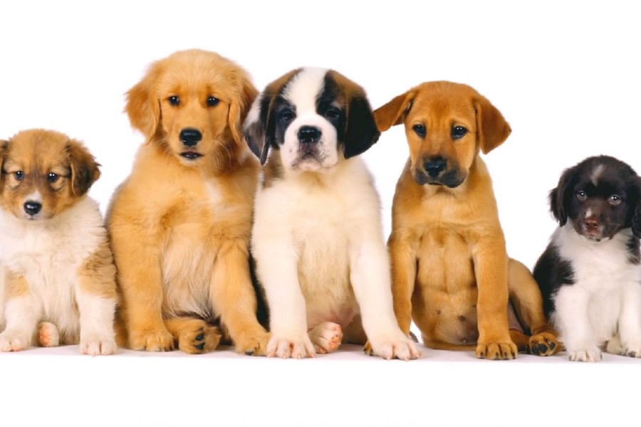 Verme de Cachorro: Você conhece a Toxocaríase?