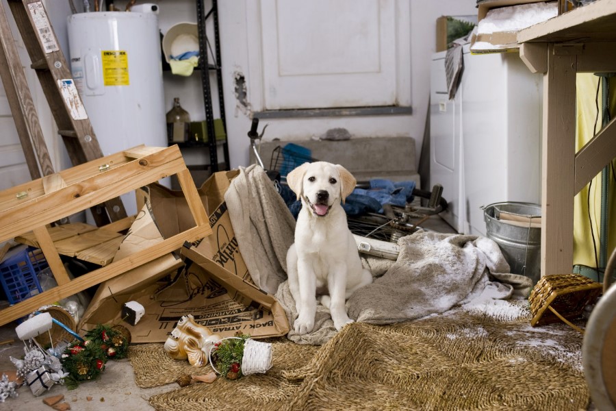 A Homeopatia trata comportamento animal?