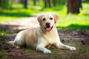 Cuidados especiais com o Labrador