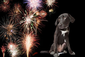 medo de fogos de artifício
