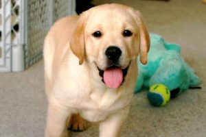 Motivos Para Ter Um Labrador