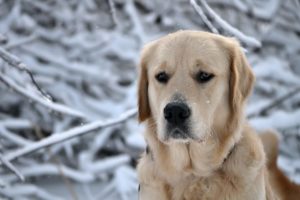 Motivos Para Ter Um Labrador