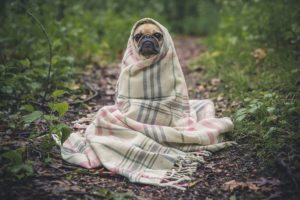 Cachorro: Eles compreendem a nossa dor
