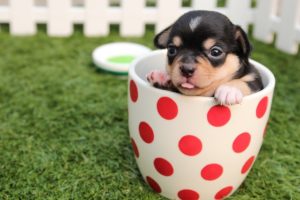 Cachorro: Melhoram o seu senso de responsabilidade