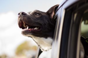 Cachorro: Descontração do ambiente