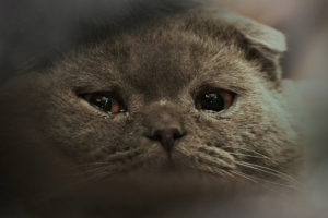 motivos para ter um gato: Você irá salvar uma vida