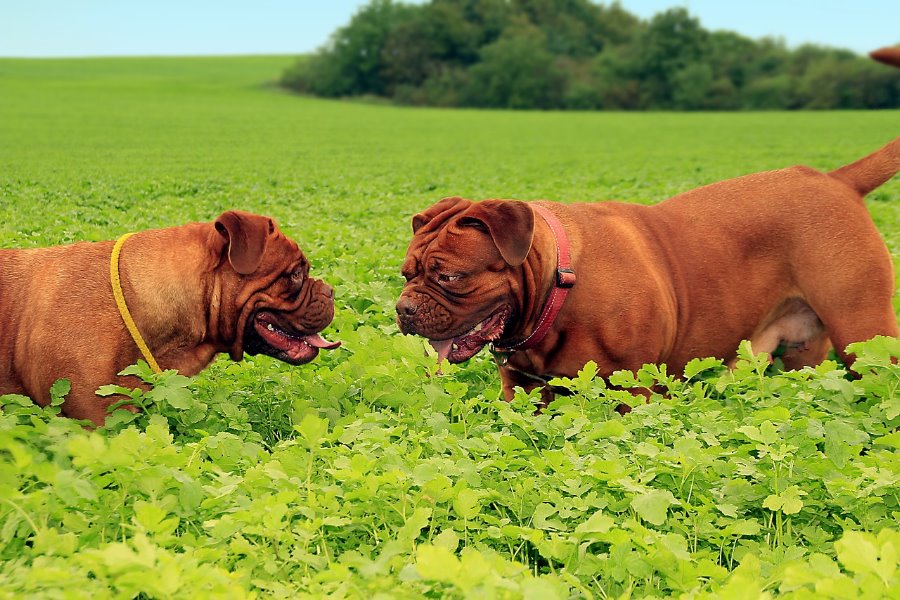 Giardia Canina: Tudo o que você precisa saber