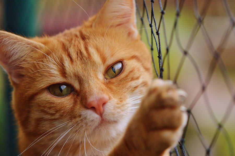 Gatos: Conheça os 7 motivos para ter um gato