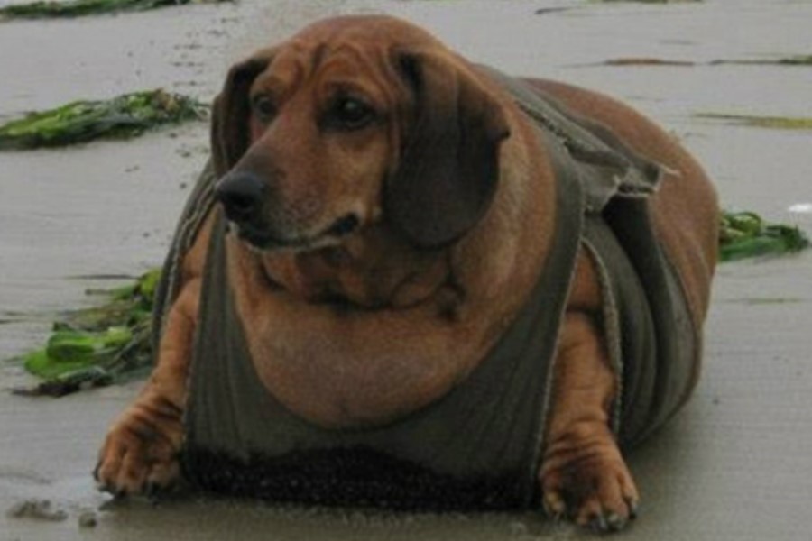 Obesidade canina tem tratamento na homeopatia?