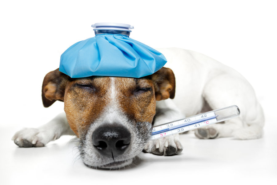PIOMETRA – Problema da não castração de cachorros e gatos