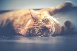 Vacinas para Gatos - Diagnóstico
