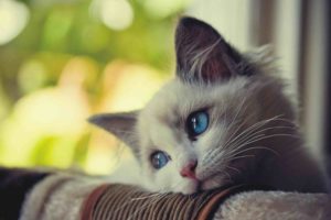 Vacinas para Gatos - Sintomas