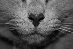 Vacinas para Gatos - Transmissão