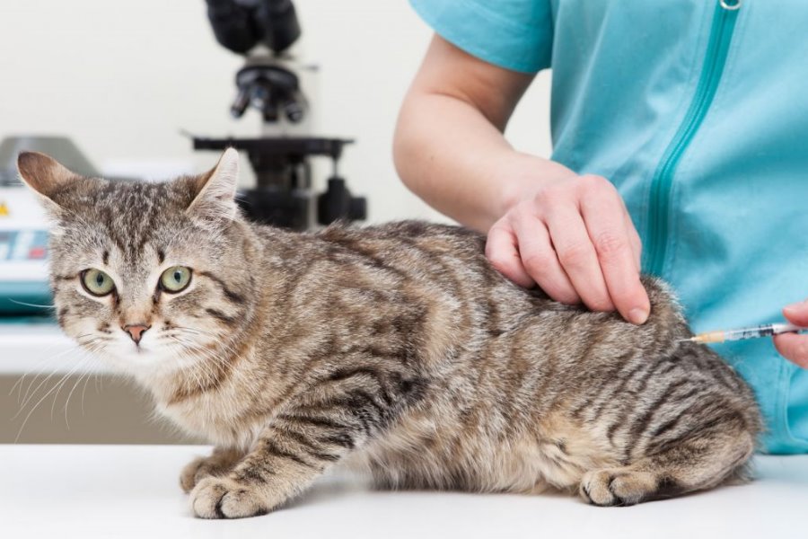 Vacinas para Gatos: Fuja da Panleucopenia Felina