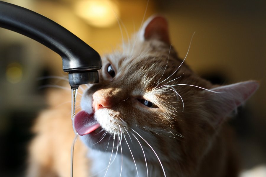 Doença Renal nos Gatos: A Transmissão, os Sintomas e as Prevenções