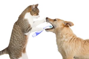 Saúde Bocal Canina