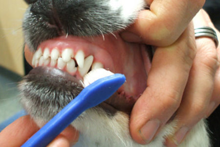 Tártaro Canino - Escovar ps Dentes