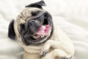 Campanha: Dentes mais saudáveis, animais mais felizes