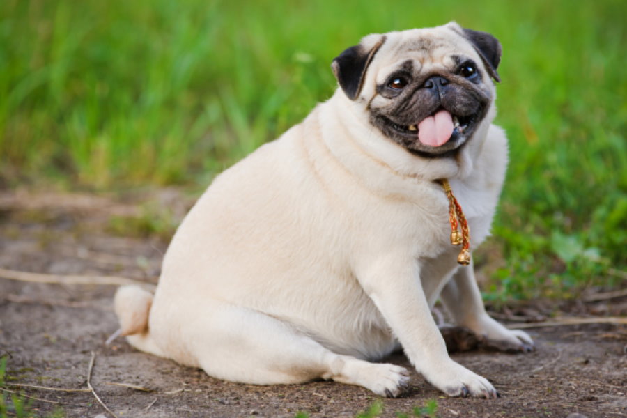Conheça os Principais Problemas Nos Pugs