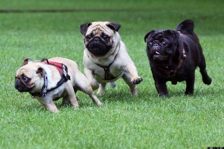 Pug - Características