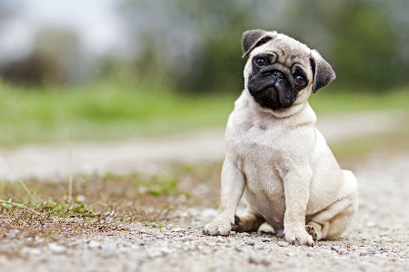 Pug - História