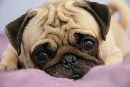 Principais Problemas Nos Pugs - Pele