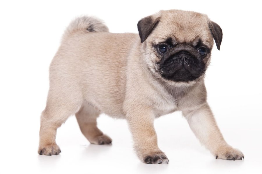 Pug | Saiba Tudo sobre o Pequeno Grande Cão