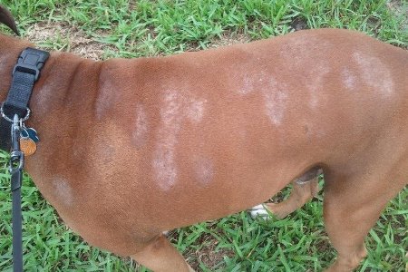 Alergia Sintomas