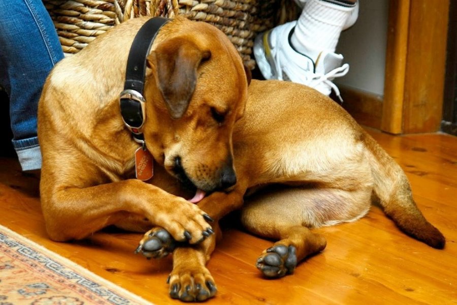 Dermatite Canina e a Homeopatia: Como Funciona