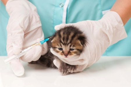 Vacinação em Gatos: Quais Doenças Prevenimos