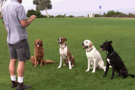 Hotel Para Cachorro - Disciplina