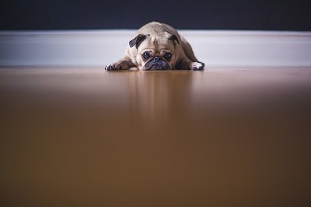 Hotel Para Cachorro- Solidão