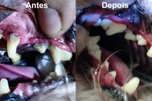 Limpeza de Tártaro Canino