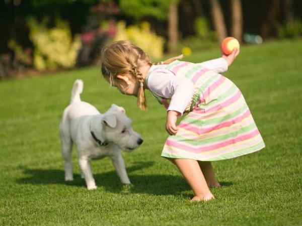 Brincar Com Cachorro - Esconde-Esconde