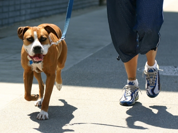 Brincar Com Cachorro - Passear