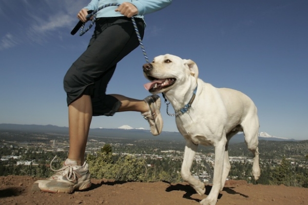 Como cuidar de um cachorro: Passeios