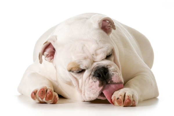 Por que os cachorros lambem as patas