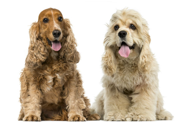 Cocker Spaniel: saiba tudo sobre esta raça tão fofa!