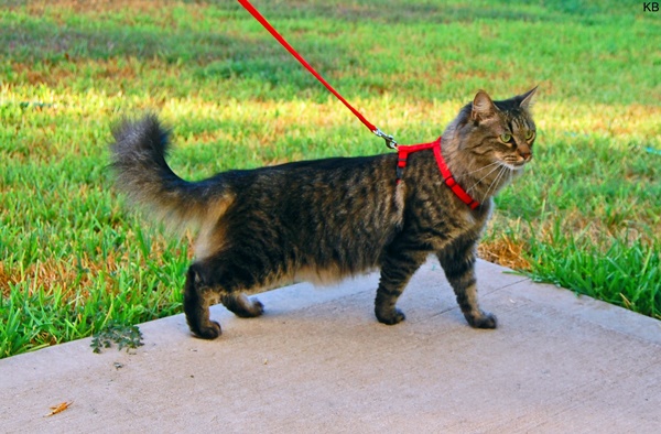 Levar o gato para passear