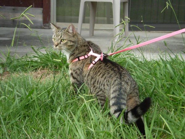 Levar o gato para passear