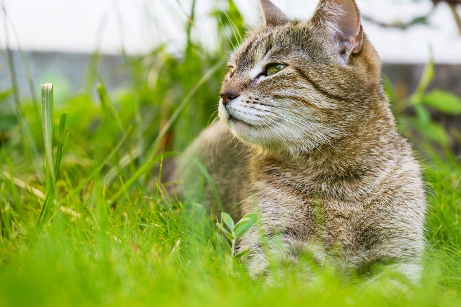 Levar o gato para passear? Sim ou Não? Veja essas dicas.