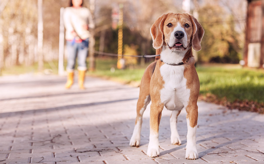Passear com cachorro em SP