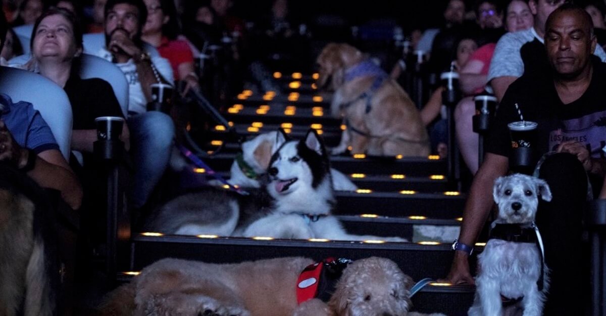 Passear com cachorro em São Paulo